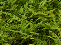 Hardy Fern Polystichum setiferum 'Herrenhausen'